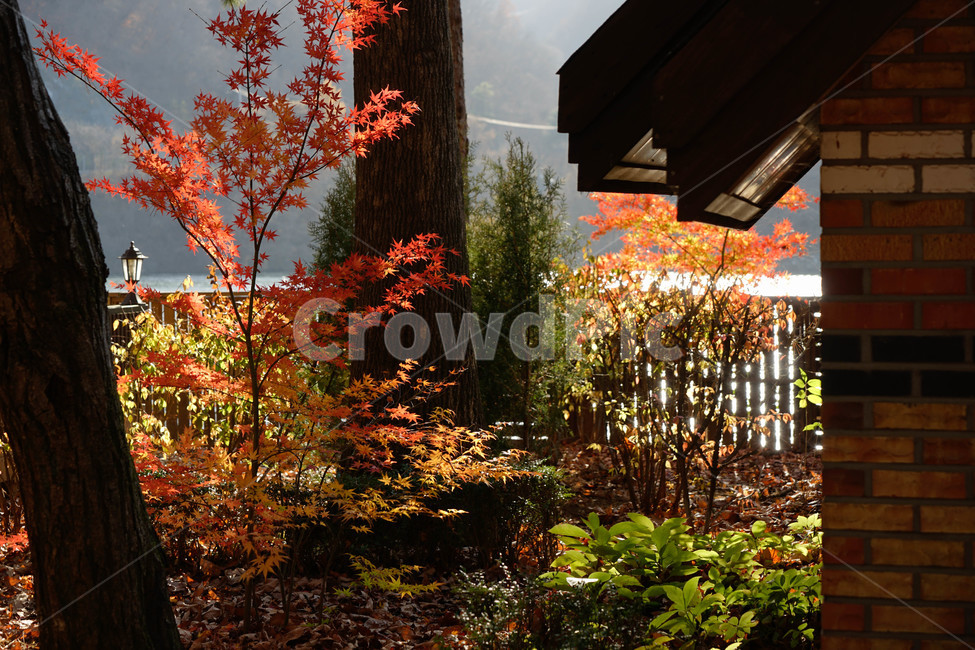 가을,단풍,나무,추색,풍경,감성,계절,가을,계절,fall,autumn,season,leaf,잎,plant,식물,tree