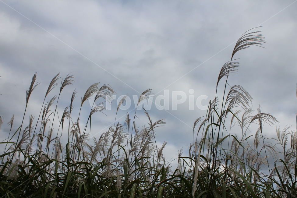 가을,자연,가을풍경,식물,갈대,바람,갈대밭,가을,계절,fall,autumn,season,grass,잔디,plant,lawn,reed
