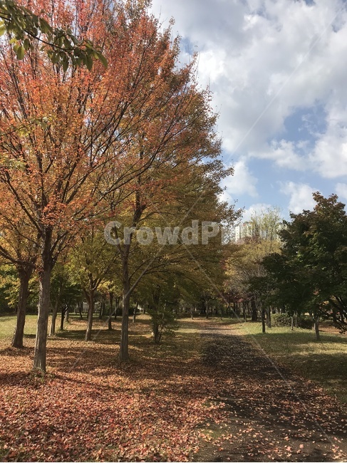 가을,낙엽,단풍,자연,평화,오솔길,가을길,나무,가을,계절,fall,autumn,season,자연,풍경,nature,landscape,tree,plant,식물,tree trunk,나무 줄기