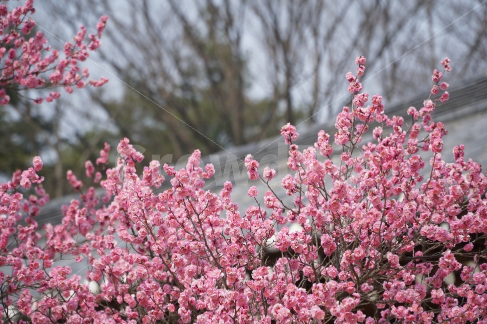 꽃,홍매화,자연,한옥,핑크,봄,계절,spring,season,식물,자연,plants,nature,꽃,flower,plant,blossom