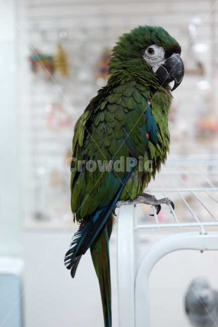 앵무새,parrot,animal,새,동물,bird
