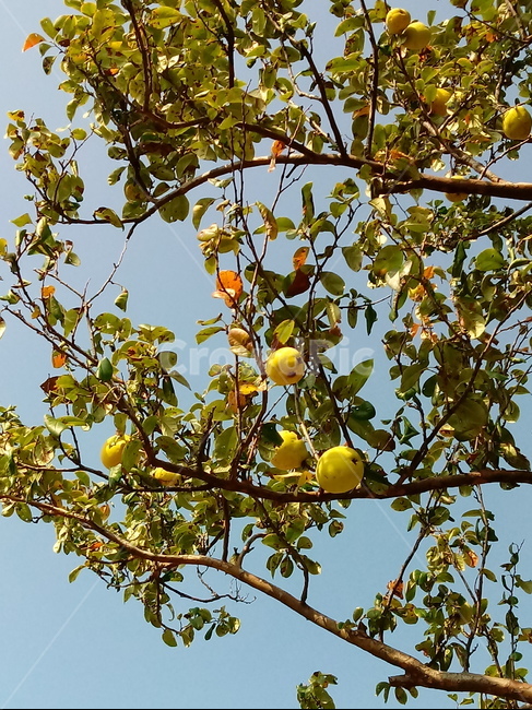 식물,plant,열매,모과,나무,fruit,과일,식물,자연,plants,nature
