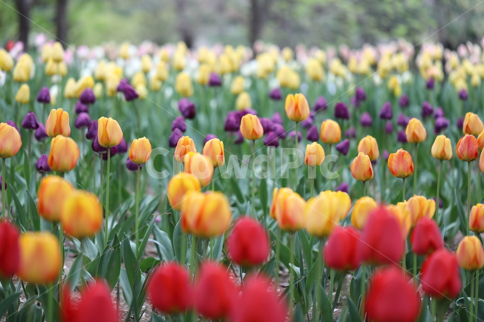 꽃,튤립,꽃길,꽃밭,봄,계절,공원,자연,풍경,색깔,flowers,tulips,spring,field,park,landscape,nature,colors,colorful,season,봄날,봄,계절,spring,season,식물,자연,plants,nature,꽃,flower,plant,blossom