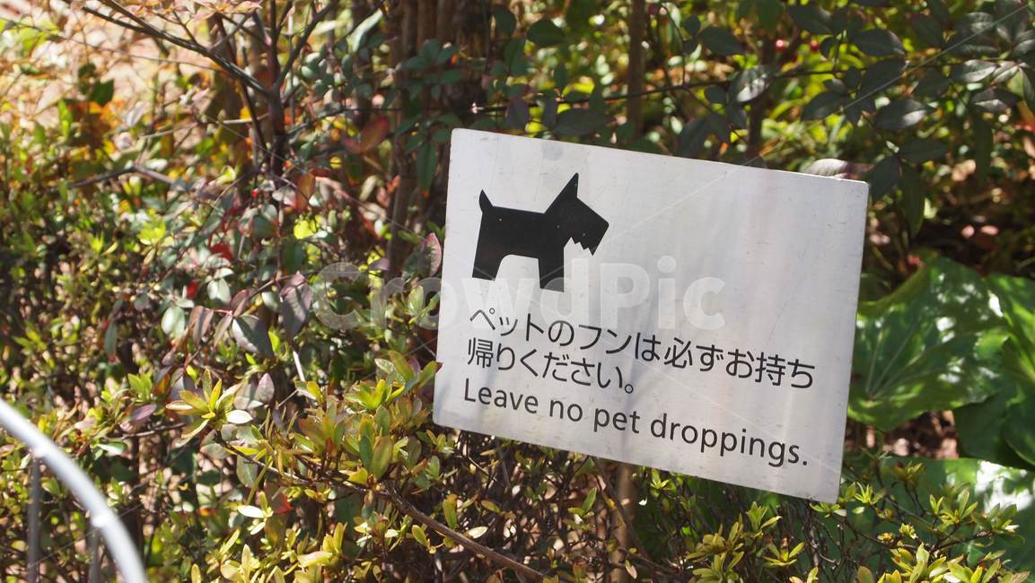 벚꽃,도쿄,일본,사쿠라,공원,tokyo,japan,강아지,안내표지판