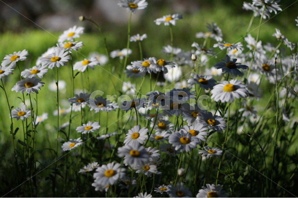 마가렛꽃,봄,흰색,풍경,꽃,빛,식물,자연,plants,nature,꽃,flower