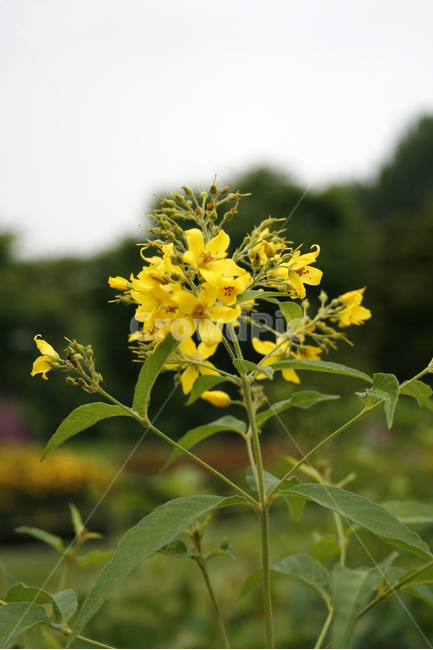 좁쌀풀,식물,flower,plants,nature,꽃봉오리,꽃,식물,자연,plants,nature,꽃,flower