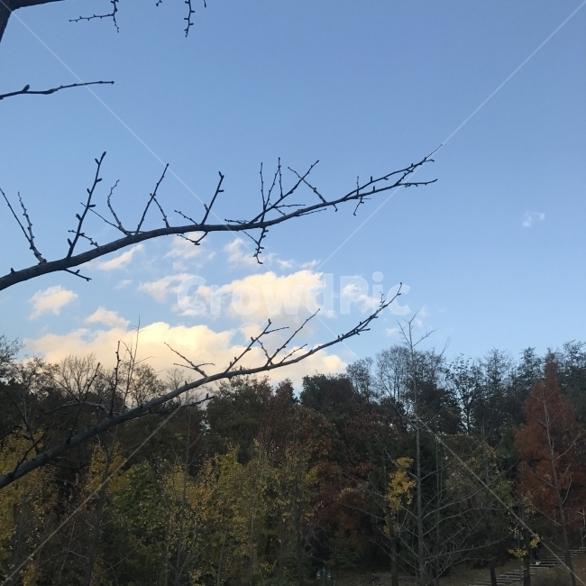 하늘,구름,풍경,나무,자연,숲,가을,계절,fall,autumn,season,자연,풍경,nature,landscape,tree,plant,식물