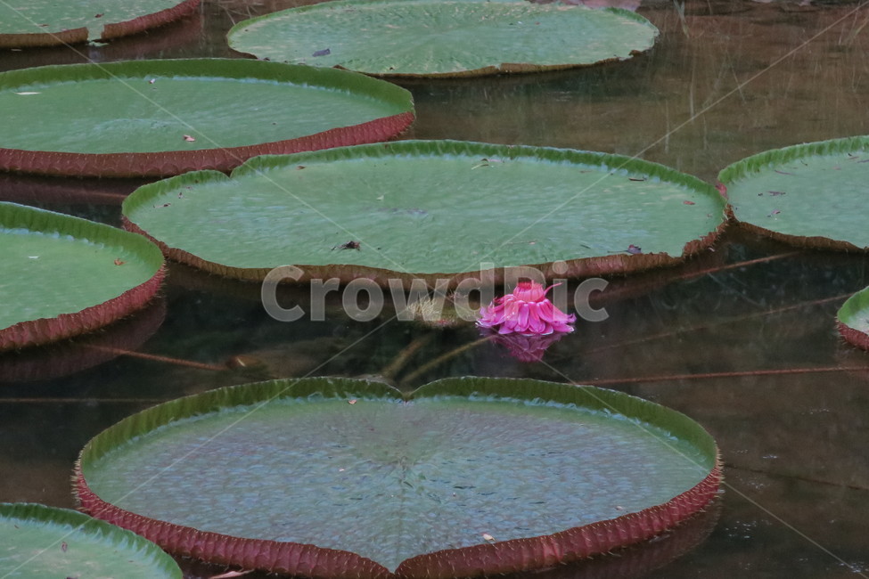 빅토리아연꽃,연꽃,반영,큰가시연꽃,꽃,flower,식물,plant,lotus,대관식,보라,victoriaregialindley,신기한,신비한,연잎,식물,자연,plants,nature