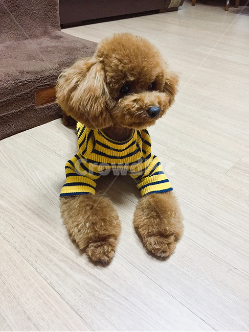 푸들,반려견,강아지,퍼피,귀여운동물,댕댕이,아기동물