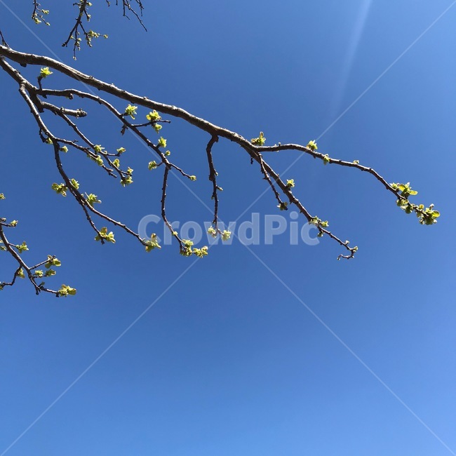 봄,하늘,나무,꽃,감성,햇빛,식물,자연,plants,nature,꽃,flower