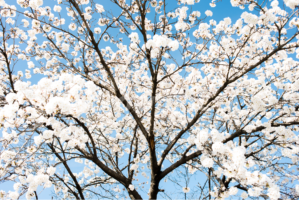 벚꽃,봄,감성,봄꽃,화이트,꽃,봄,계절,spring,season,식물,자연,plants,nature,꽃,flower,plant,blossom