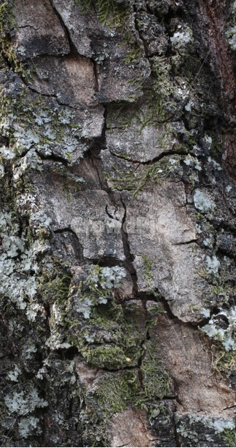 나무,나무껄질,이끼,tree,treetrunk,나무,trees,wood