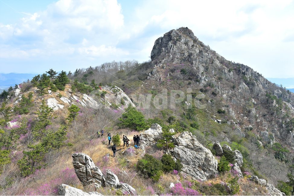주작산,덕룡산,종주,진달래,풍경,기암,바위,비경,봄풍경,진달래꽃,강진,명산,산행,등산,마운틴,힐링,mountain,landscape,자연,natural,자연,풍경,nature,landscape,한국자연풍경,한국자연경관,korea nature landscape,outdoors,옥외,human,인간,person,사람