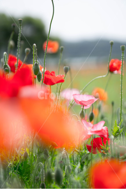 양귀비,양귀비꽃,6월,여름,물의정원,opiumpoppy,빨강,식물,자연,plants,nature,꽃,flower,경기도,남양주,green,red,식물,자연,plants,nature,꽃,flower