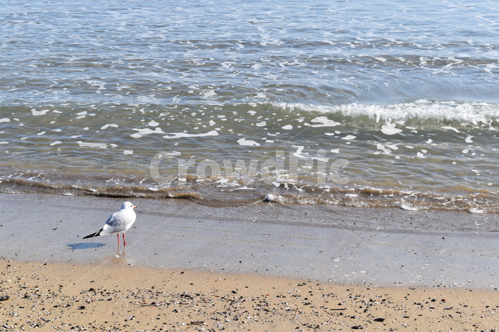 바다,새,갈매기,해변,파도,모래사장,beach,sea,bird,wave,해변,바다,beach,sea,동물,animal,조류,새,birds