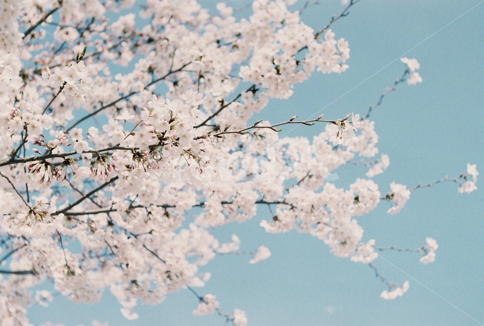 plant,식물,flower,꽃,blossom,벚꽃,봄꽃,필름사진,film,필름카메라,봄,계절,spring,season,식물,자연,plants,nature,꽃,flower,나무,trees,wood