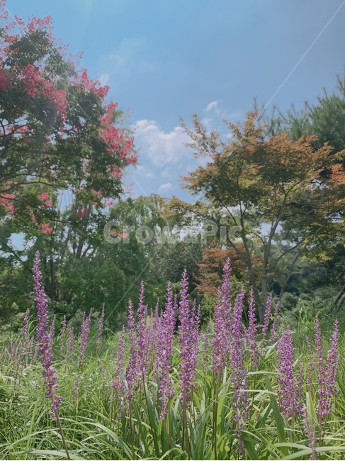 꽃,나무,식물,flower,구름