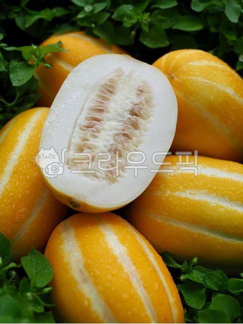 참외,여름과일,여름,과일,노란색,유기농,농업,수확,노란과일,자연,건강한식생활,배경,음식,비타민,잎사귀,녹색,식물,melon,summerfruit,summer,fruit,yellow,organic,agriculture,harvesting,yellowfruit,nature,healthyeating,background,food,vitamin,leaf,green,plant,유기농과일,organicfruit