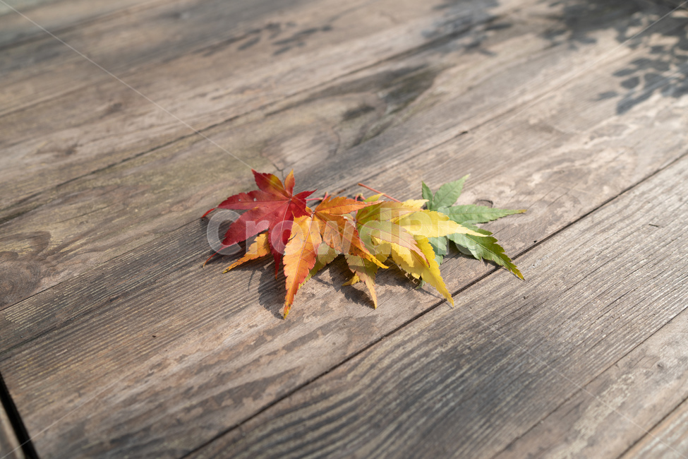 나무,나뭇잎,가을,단풍,잎,빨강,노랑,초록,가을,계절,fall,autumn,season,leaf,plant,식물,tree,insect,곤충,invertebrate,무척추 동물,animal,동물