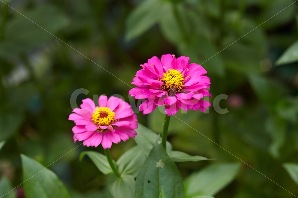 핑크,초화,꽃,핑크꽃,백일홍,배경이미지,식물,자연,plants,nature,꽃,flower