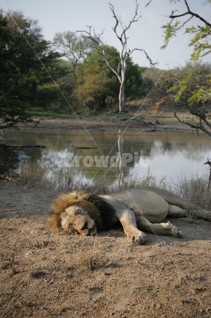 wildlife,야생동물,lion,사자,동물,animal,포유류,mammal,숫사자,사파리,동물,animal,포유류,mammal