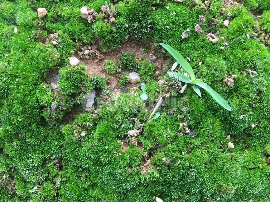 이끼,녹색,그린,땅,moss,lichen,earth,sprout,shoot,새싹,green,nature,자연,식물