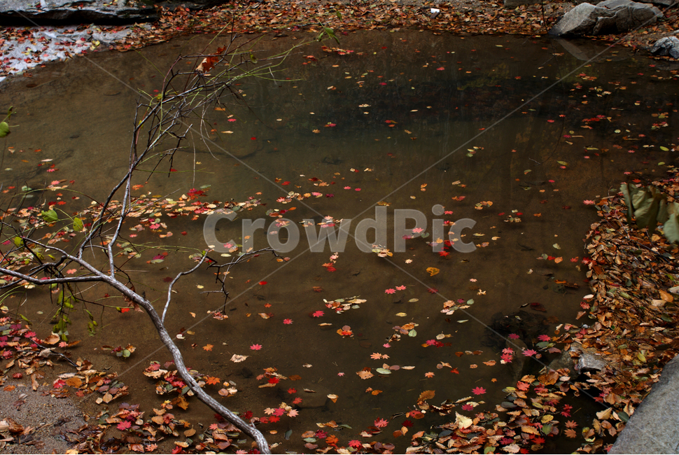 가을,낙엽,연못,fall,fallenleaves,가을,계절,fall,autumn,season,land,땅,nature,자연,outdoors,옥외,water,물