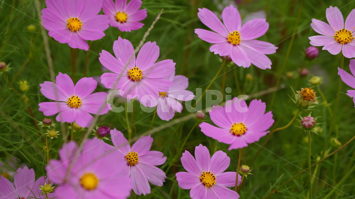 꽃,코스모스,식물,코스모스축제,꽃길,가을,계절,fall,autumn,season,식물,자연,plants,nature,꽃,flower,plant,geranium,제라늄,blossom