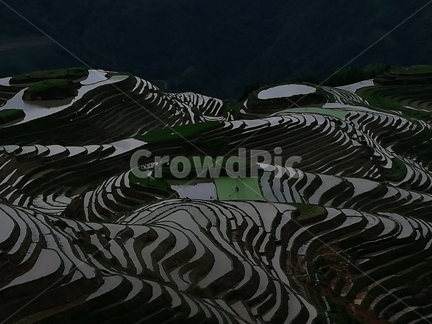 음영,다락논,계림,다락논저녁,다락논새벽,자연,풍경,nature,landscape,농업,농사,agriculture,farming,farming industry,outdoors,옥외,scenery,경치