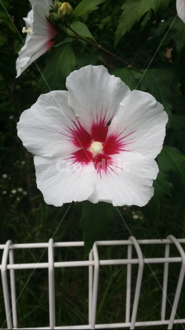 geranium,flower,blossom,식물,plant,꽃,식물,자연,plants,nature,꽃,flower