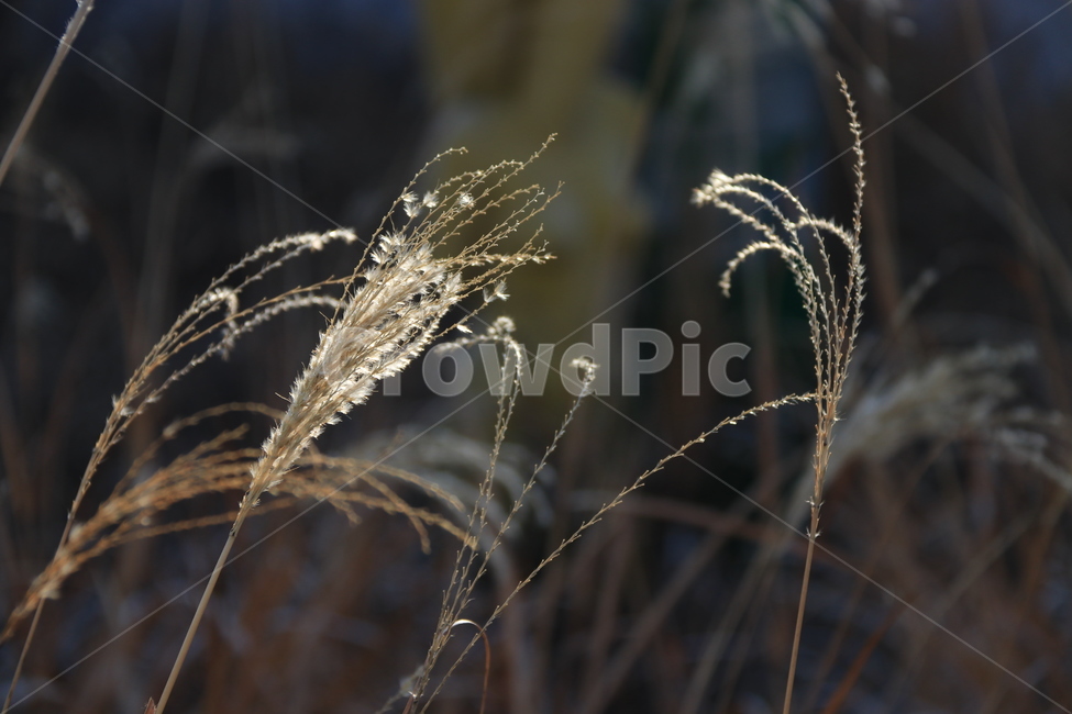 plant,식물,자연,갈대,nature,식물,자연,plants,nature