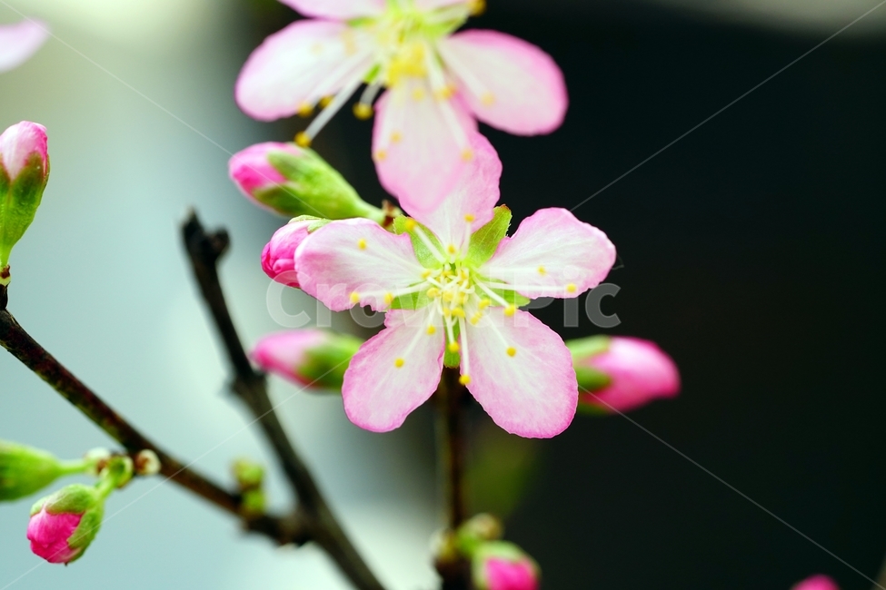 한국자연,꽃,꽃사진,플라워,flower,봄,봄꽃,spring,식물,plants,자연,nature,풍경,landscape,계절,season,snap,스냅,접사,macro,closeup,클로즈업,감성사진,감성,힐링,healing,느낌,feel,feeling,꽃밭,화단,나무,나뭇가지,tree,꽃봉오리,장미과,이스라지,이스라지꽃,5월,May,이스라지나무,식물,자연,plants,nature,꽃,flower