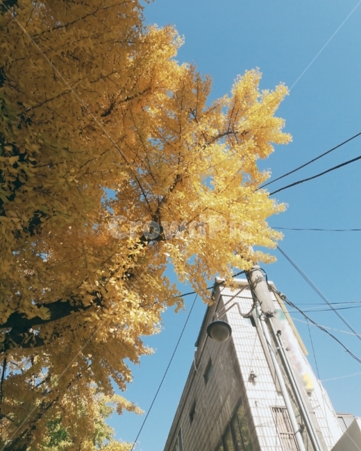 하늘,가을,풍경,단풍,색감,감성,분위기,sky,가을,계절,fall,autumn,season,건축물,건물외관,exterior,building,structure,architecture,construction