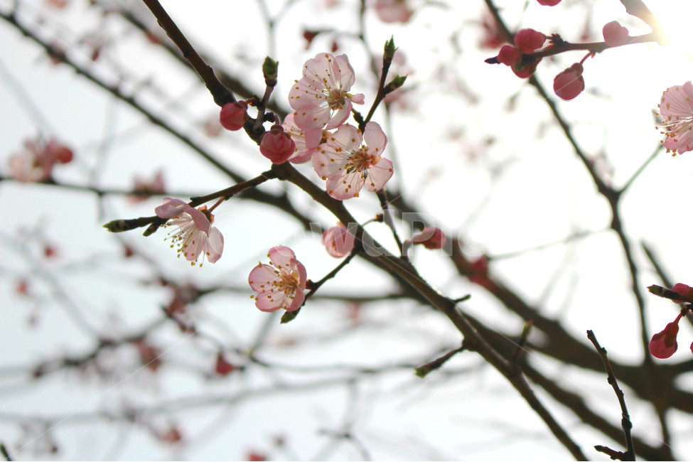 감성사진,봄,풍경사진,매화,꽃,하늘,자연,풍경,daily,flower,pink,spring,봄,계절,spring,season,식물,자연,plants,nature,꽃,flower,plant,blossom