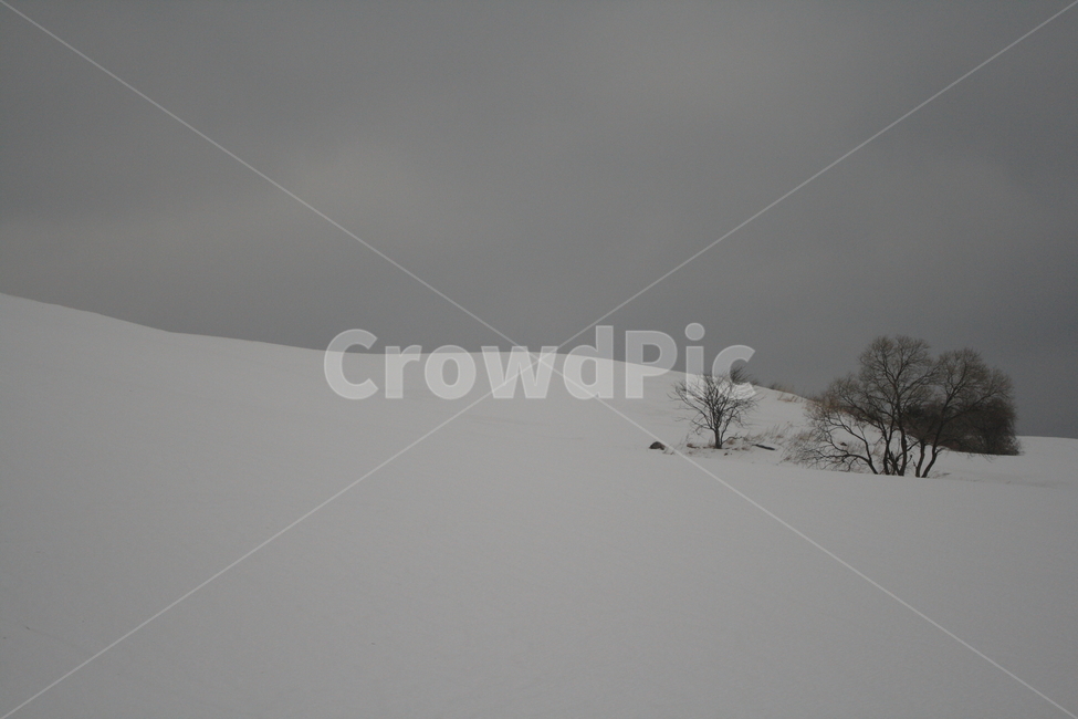 겨울,나무,눈,바람,회색,겨울,계절,winter,season,자연,풍경,nature,landscape,soil,흙,outdoors,옥외,sand,모래