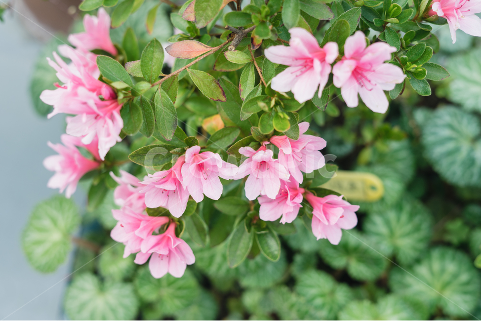 꽃,식물,분홍꽃,잎사귀,자연,식물,자연,plants,nature,꽃,flower