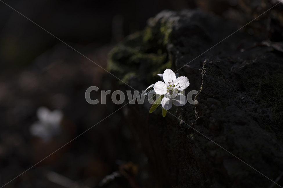 변산바람꽃,꽃,야생화,봄꽃,봄,식물,자연,바람꽃,개화,계절,접사,3월,잎,꽃잎,흰색,바위,이끼,돌,미나리아재비과,여러해살이풀,풀,숲,산,아름다운,작은꽃,희귀종,아침,어두운,클로즈업,여린,연약한,꽃술,멸종위기,들꽃,한송이,낙엽,식물,자연,plants,nature,꽃,flower