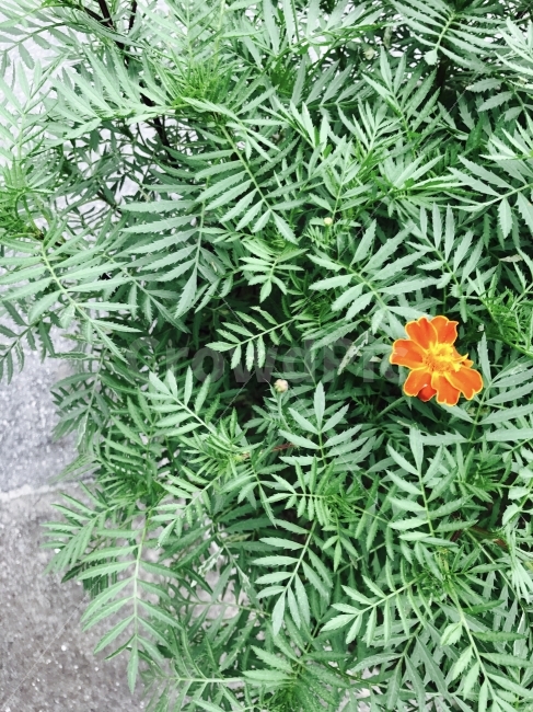 꽃,풀,자연,홍일점,여름,포근한,친근한,flower,leaf,식물,자연,plants,nature,꽃,flower