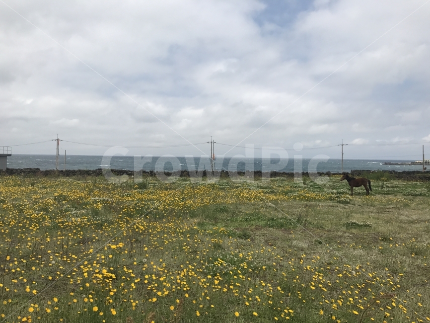 자연,감성,풍경,제주,원본,무보정,자연,풍경,nature,landscape,제주도,jeju,jeju island,동물,animal,포유류,mammal,outdoors,옥외,grassland,목초지,field,들,farm,농장,rural,농촌,meadow