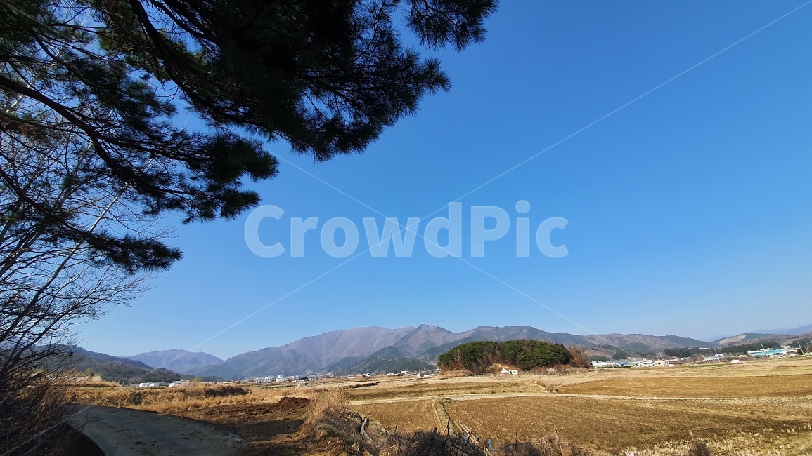 nature,outdoors,식물,옥외,자연,ground,tree,나무,바닥,plant