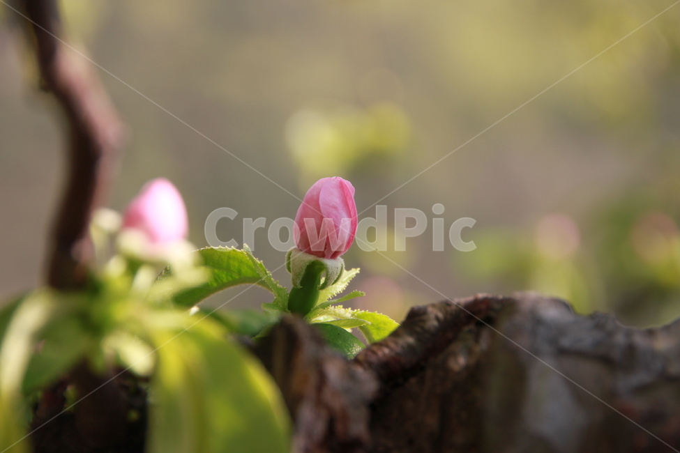 plant,식물,flower,blossom,꽃,식물,자연,plants,nature,꽃,flower