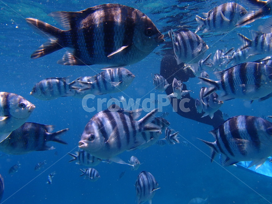 aquatic,물고기,animal,동물,물,fish,자연,nature,어류,물고기,fish