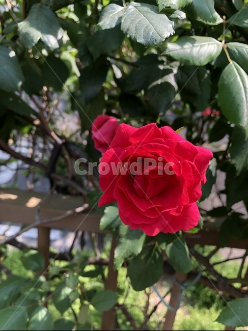 장미,꽃,flower,빨간장미,rose