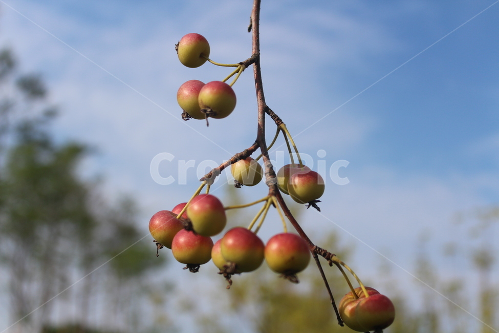 빨간색,빨간사과,작은열매,red,가을,과일,열매,fruit