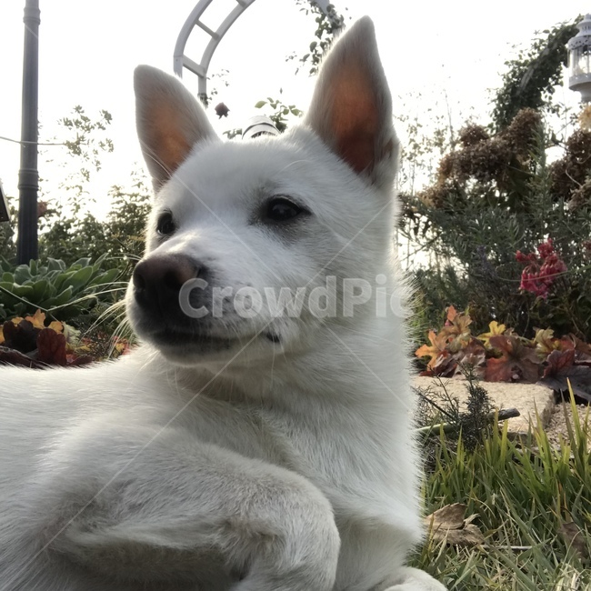 강아지,흰강아지,흰둥이,댕댕이,동물,dog,puppy,animal,whitedog,cute,lovely,귀여움,사랑스러움,정원,잔디,garden,grass,동물,animal,포유류,mammal,개,강아지,dog,doggy