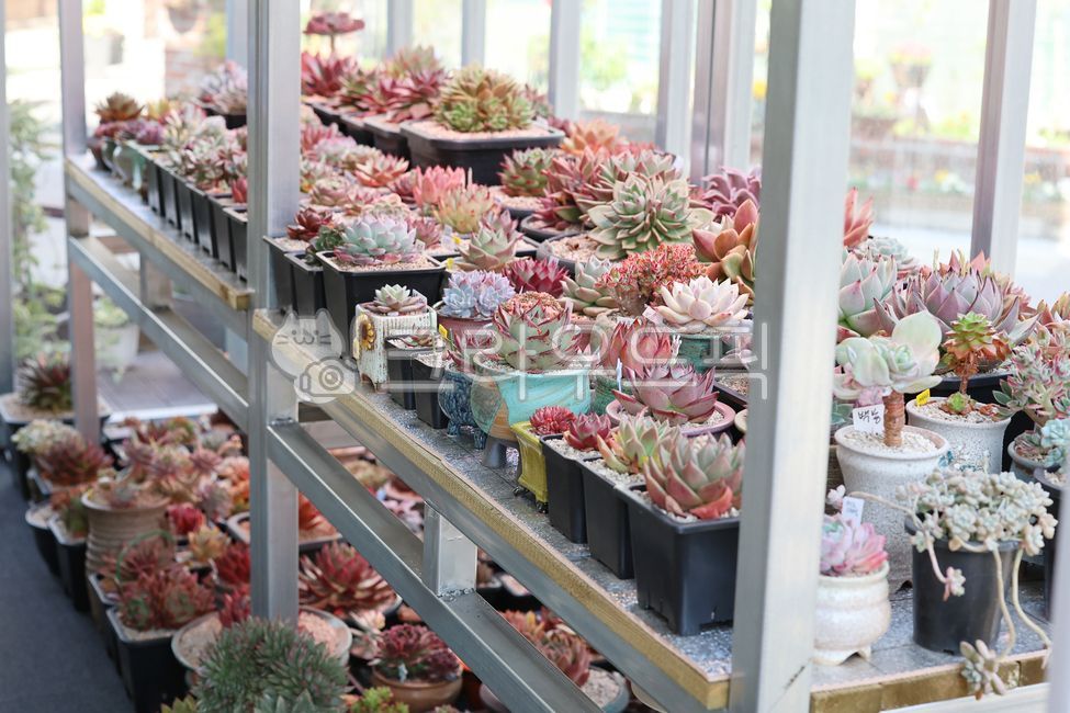 Succulent pot,Raising succulents,Planting flower beds,gardening,ornamental plant,succulents,Making flower beds,Succulent greenhouse,Growing plants,flower,succulent,plant,garden,plant interior