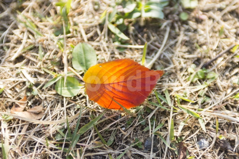 가을,낙엽,잎,떨어짐,계절,건조한,노랑,빨강,식물,질감효과,밝은빛,주황색,클로즈업,색상묘사,식물학,자연미,autumn,leaf,falling,season,forest,dry,yellow,red,plant,bright,multicolored,nature,가을,계절,fall,autumn,season,식물,자연,plants,nature