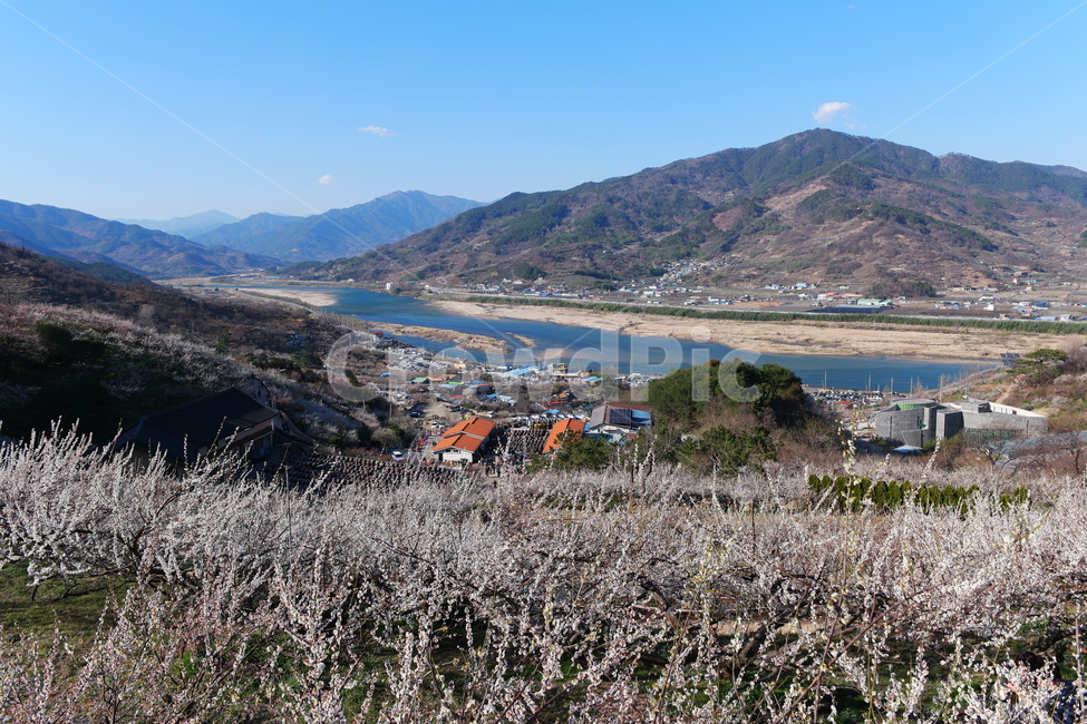섬진강,강,봄,강줄기,물,자연,nature,water,맑음,매화,매화마을,매화꽃,하얀꽃,흰꽃,풍경,마을