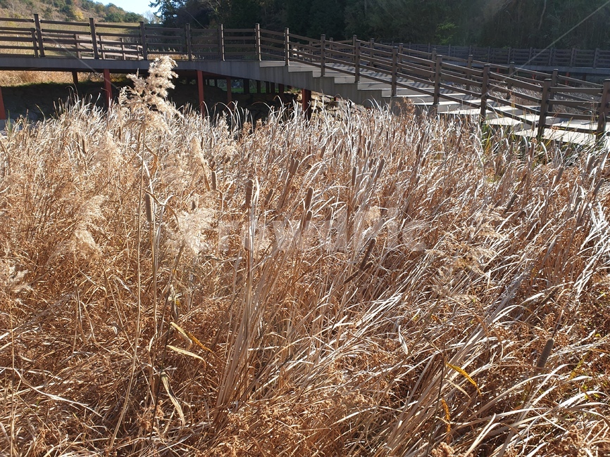 갈대,reed,lawn,잔디,grass,식물,plant,억새,억새풀,갈대풀,겨울,겨울식물