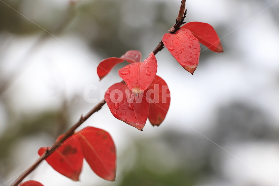 가을,낙엽,비,autumn,rain,가을비,autumnalrain,가을,계절,fall,autumn,season,식물,자연,plants,nature,plant,leaf,잎,veins,정맥